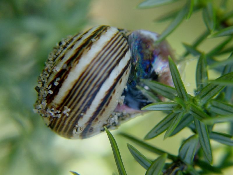 Theba pisana